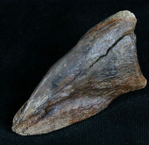 Struthiomimus Foot Claw - South Dakota #7531